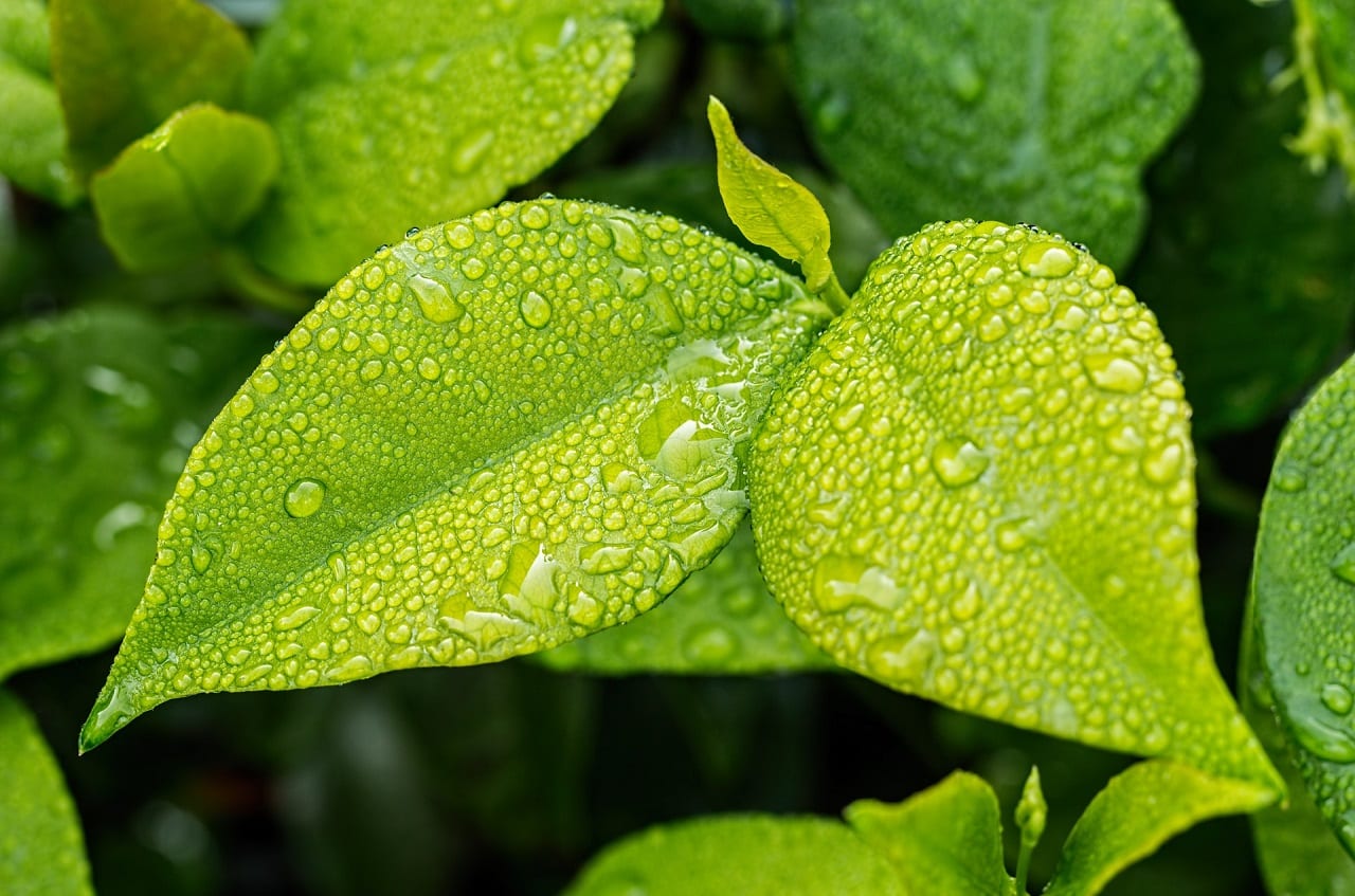 AmphoChem strengthens botanical product range